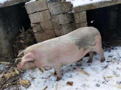 冬季养猪注意事项：冬季养猪如何做好育肥猪饲养
