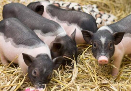 秋冬养猪注意事项：秋冬季节猪消化道疾病的危害和防治
