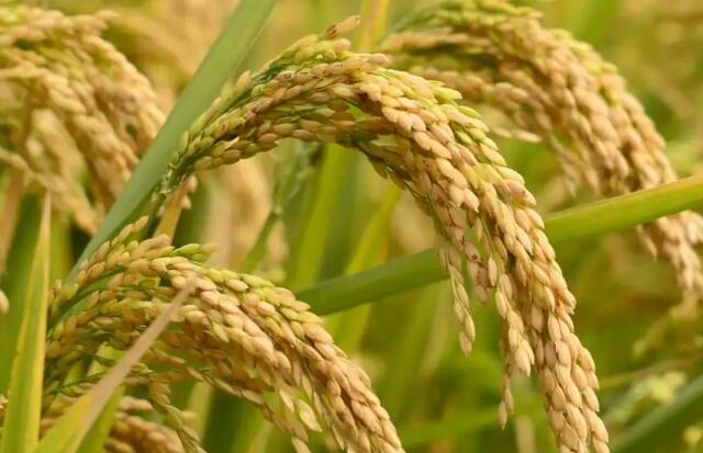 水稻亩产多少斤（水稻的一般亩产量是多少）